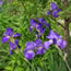 Iris germanica Sea Master